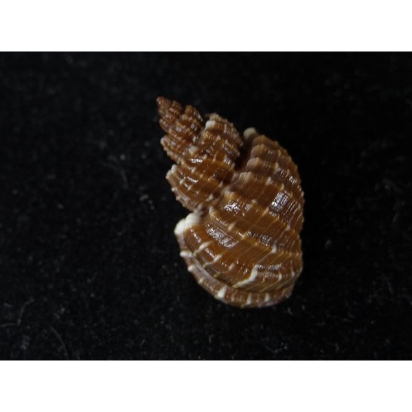 画像2: エビチャオリイレ (2)