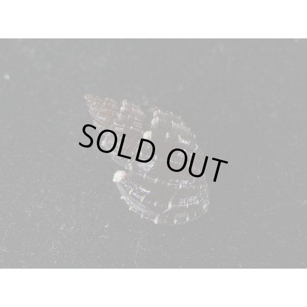 画像2: エビチャオリイレ (2)