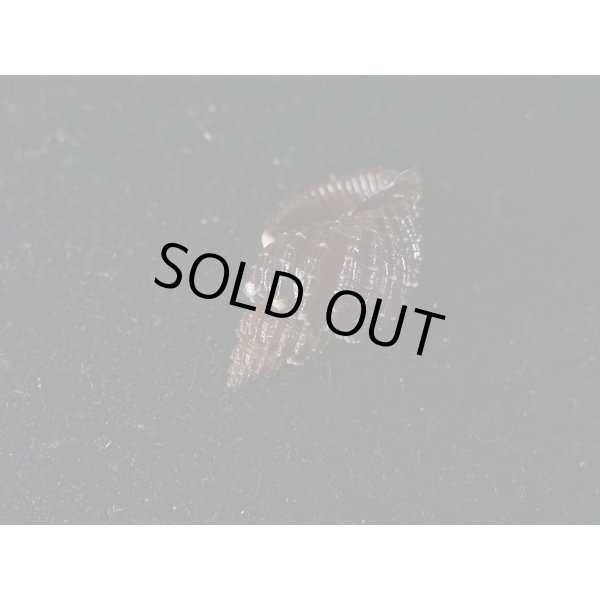 画像3: エビチャオリイレ (3)