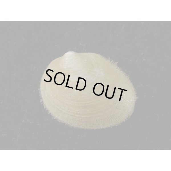 画像2: オオシラスナ (2)