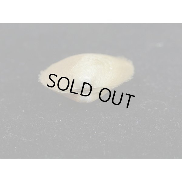 画像3: オオシラスナ (3)