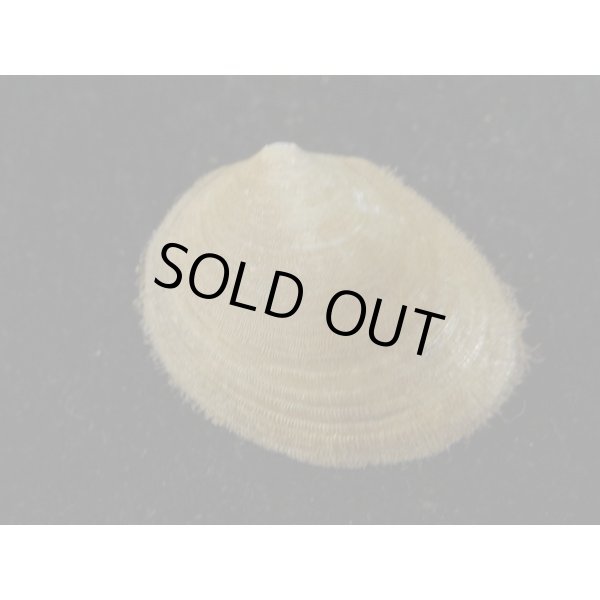 画像2: オオシラスナ (2)