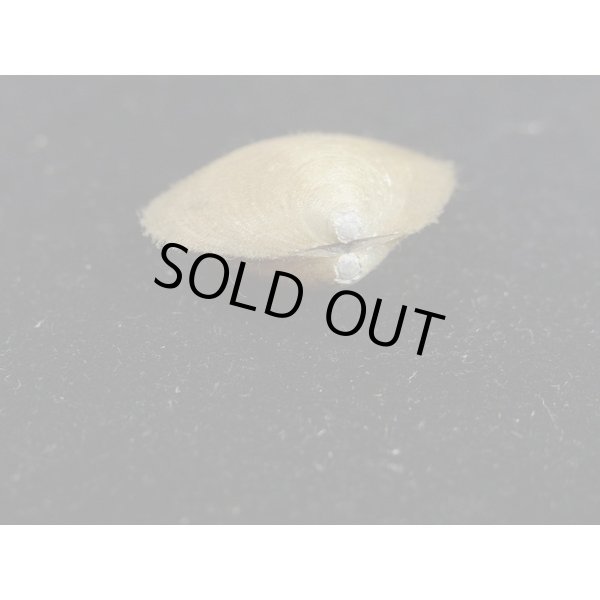 画像3: オオシラスナ (3)