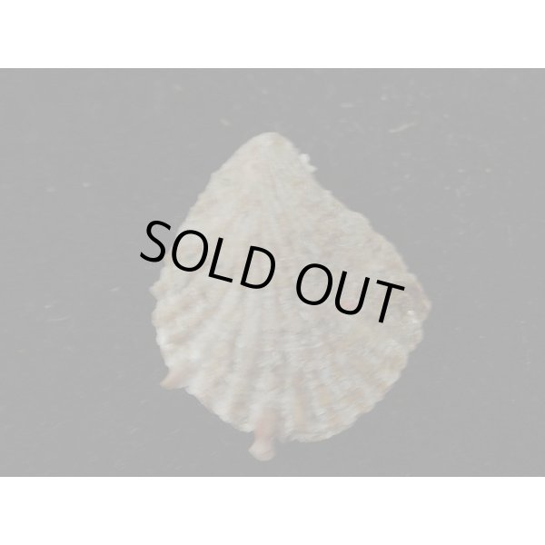 画像2: モグラノテ (2)