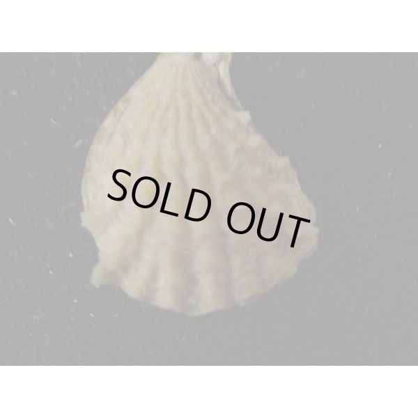 画像2: モグラノテ (2)