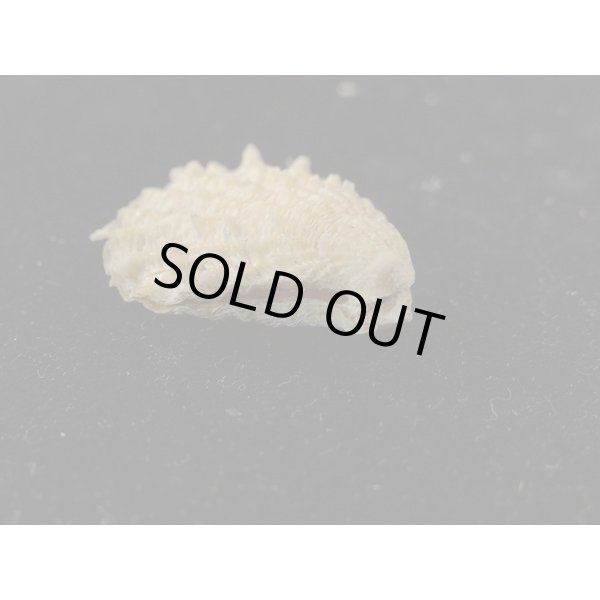 画像3: モグラノテ (3)