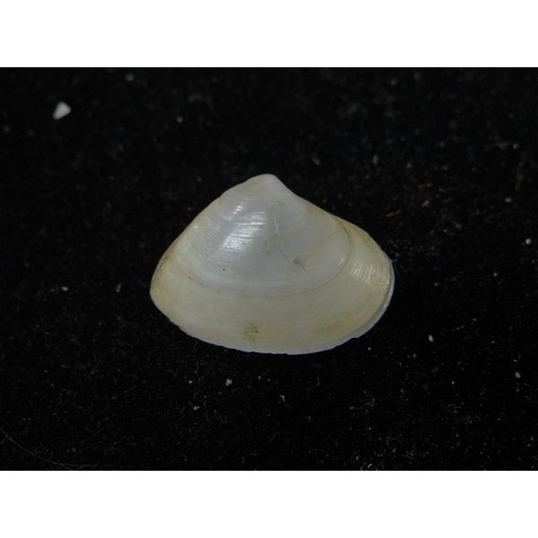 画像2: ソリタタマキ? (2)