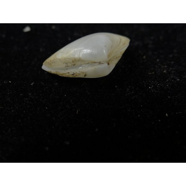 画像3: ソリタタマキ? (3)