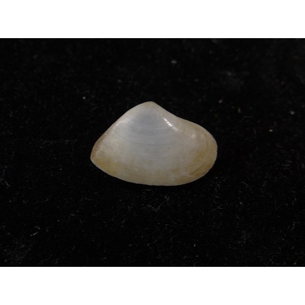 画像2: ソリタタマキ? (2)