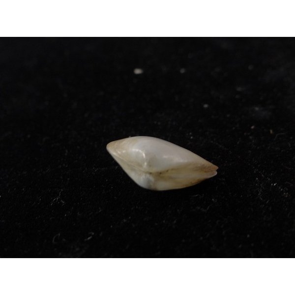 画像3: ソリタタマキ? (3)