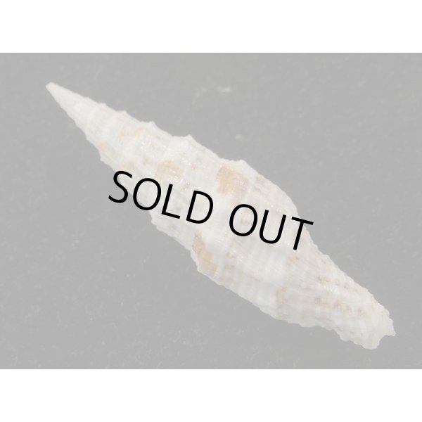 画像2: ユウレイツクシ 強肋型 (2)