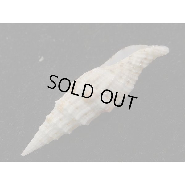 画像3: ユウレイツクシ 強肋型 (3)