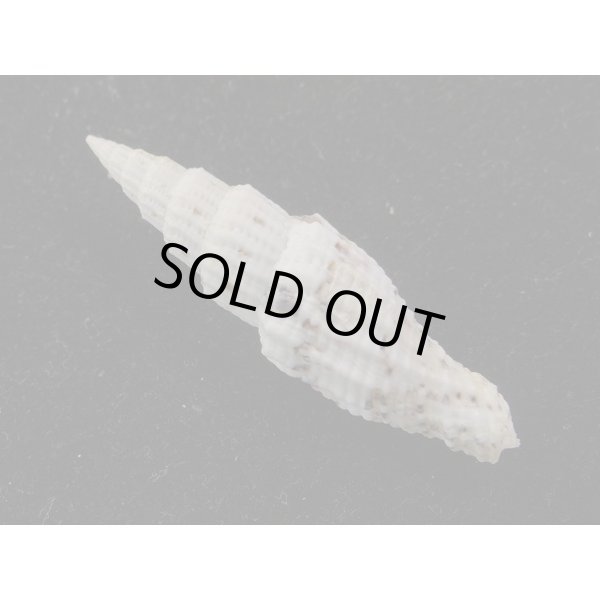 画像2: ユウレイツクシ 中間型 (2)