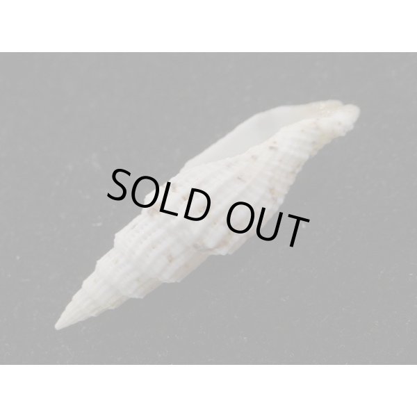 画像3: ユウレイツクシ 中間型 (3)