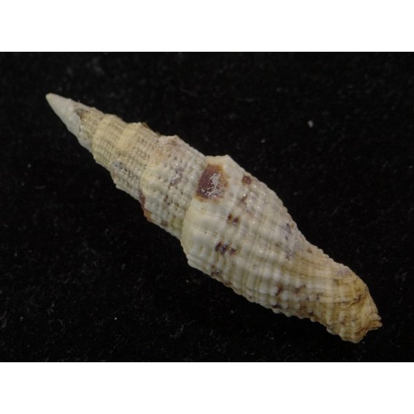 画像2: ユウレイツクシ 中間型 (2)