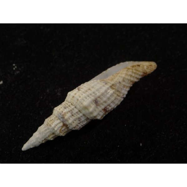 画像3: ユウレイツクシ 中間型 (3)