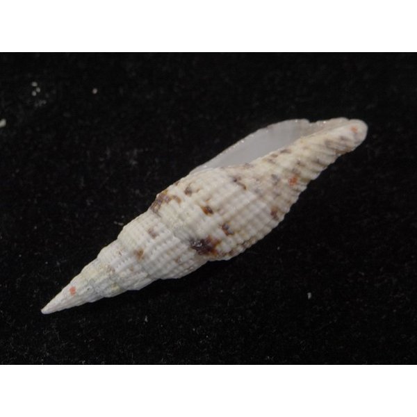 画像3: ユウレイツクシ　細肋型 (3)