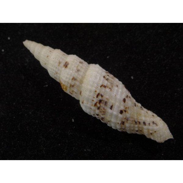 画像2: ユウレイツクシ 細肋型 (2)