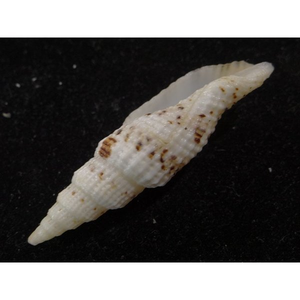 画像3: ユウレイツクシ 細肋型 (3)