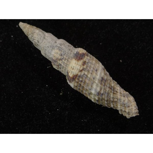 画像2: ユウレイツクシ 細肋型 (2)