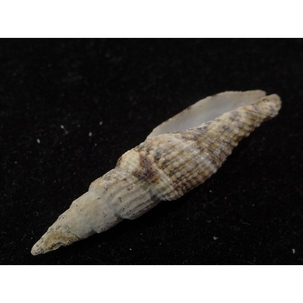 画像3: ユウレイツクシ 細肋型 (3)