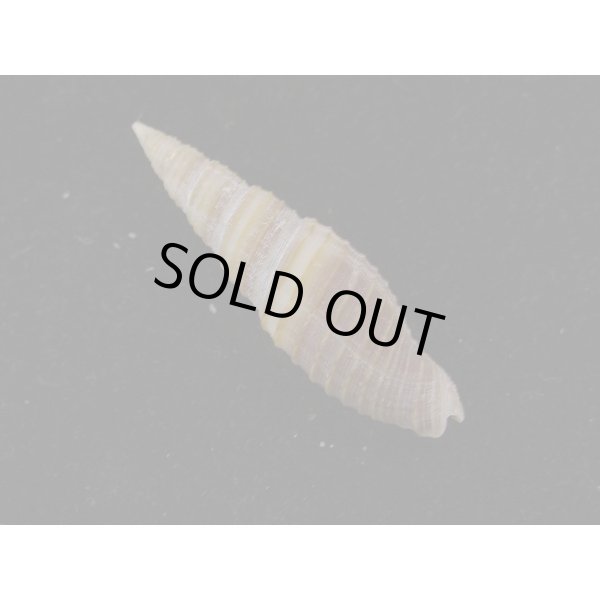 画像2: アサイトマキフデ 濃色 (2)