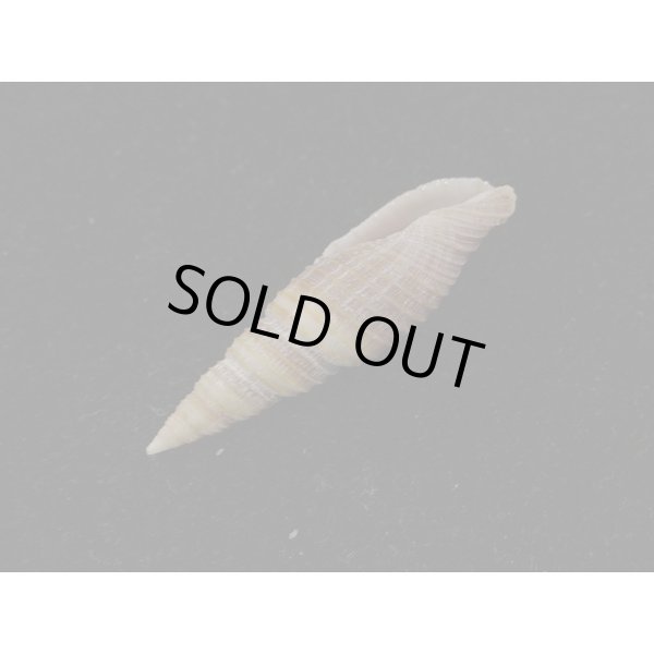 画像3: アサイトマキフデ 濃色 (3)