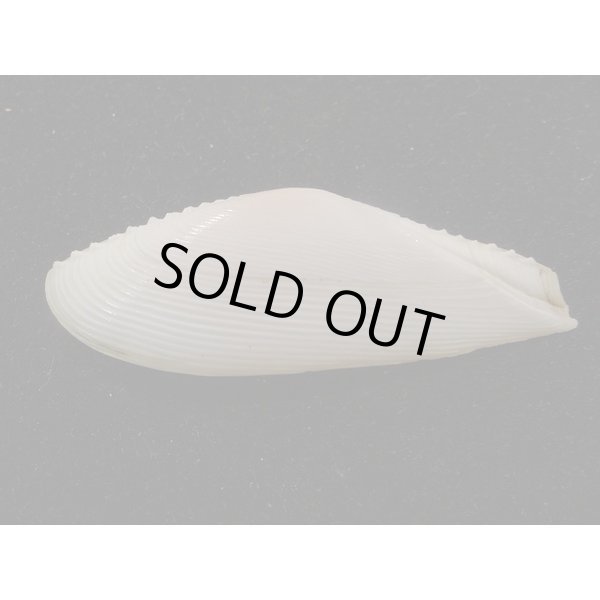 画像2: インドノコギリダイミョウ (2)