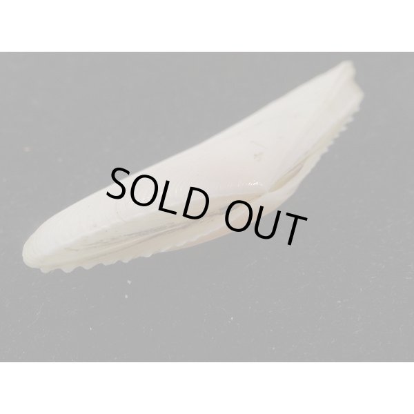 画像3: インドノコギリダイミョウ (3)