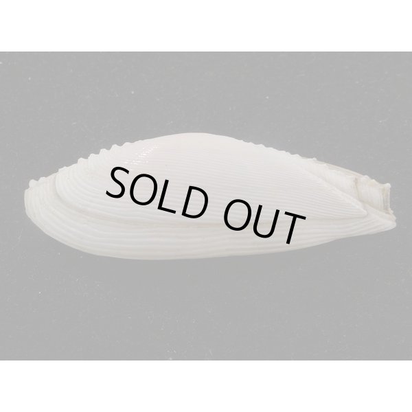 画像2: インドノコギリダイミョウ (2)