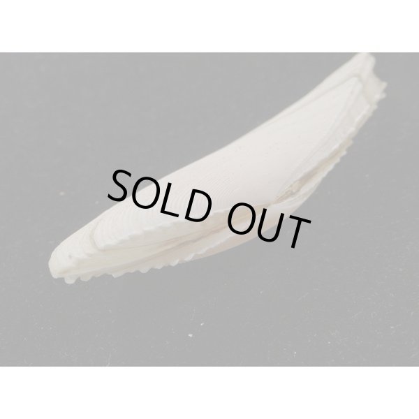 画像3: インドノコギリダイミョウ (3)