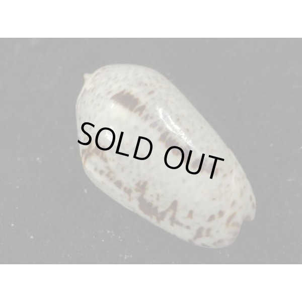 画像2: ワライマクラ (2)