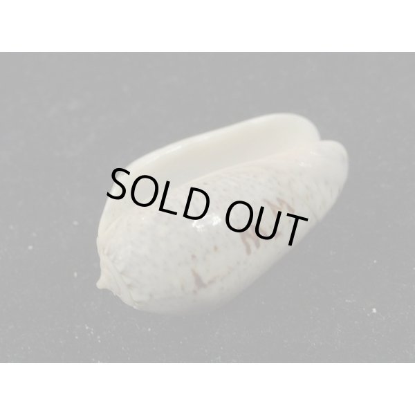 画像3: ワライマクラ (3)