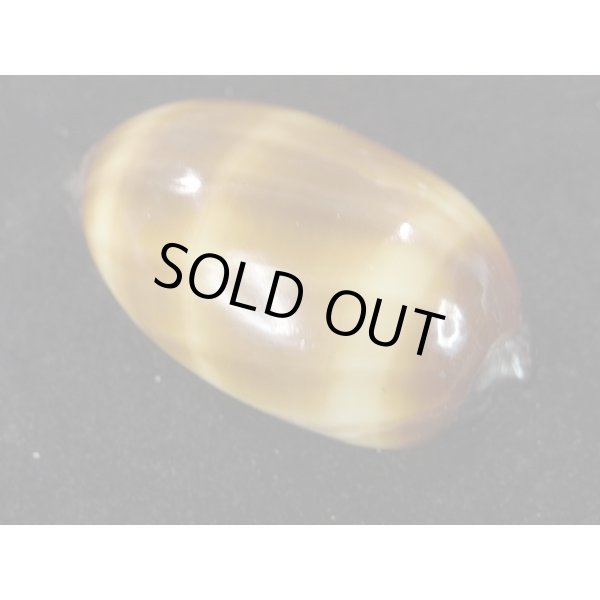 画像2: タルダカラ (2)