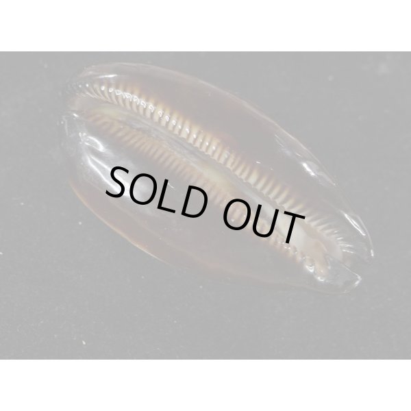 画像3: タルダカラ (3)