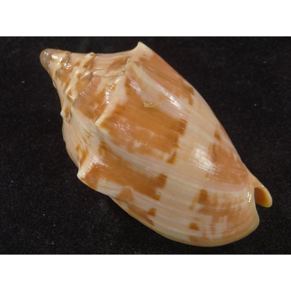 画像2: クレイナイコオロギ (2)