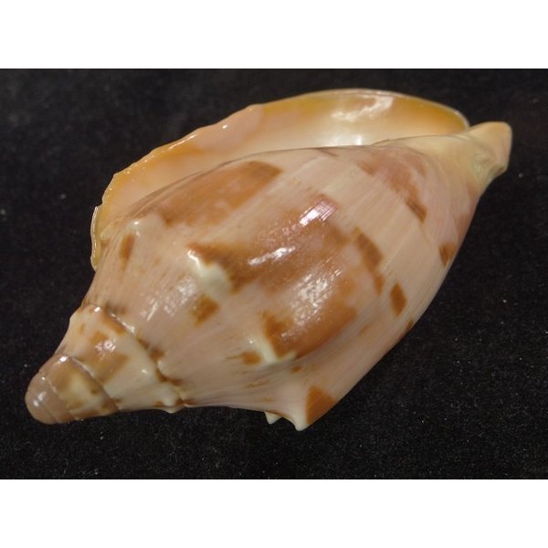 画像3: クレイナイコオロギ (3)