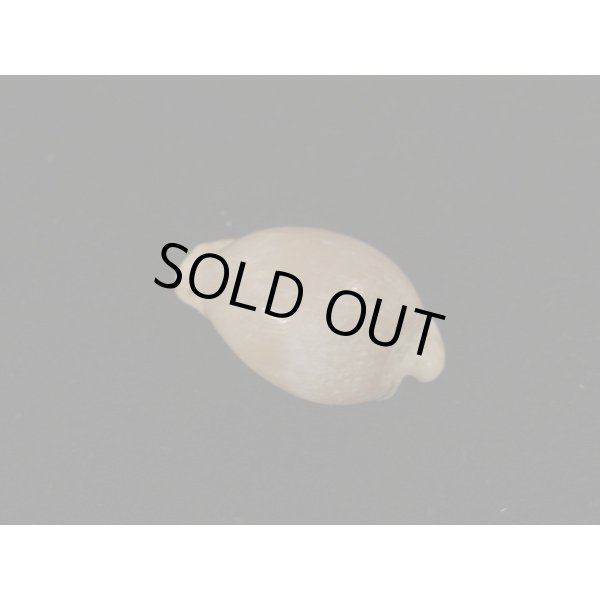 画像2: クロオキナダカラ (2)