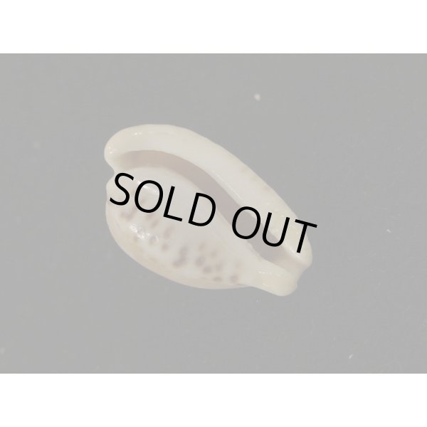 画像3: クロオキナダカラ (3)