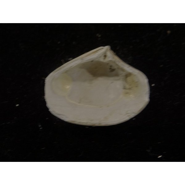 画像2: スダレシラオ? (2)