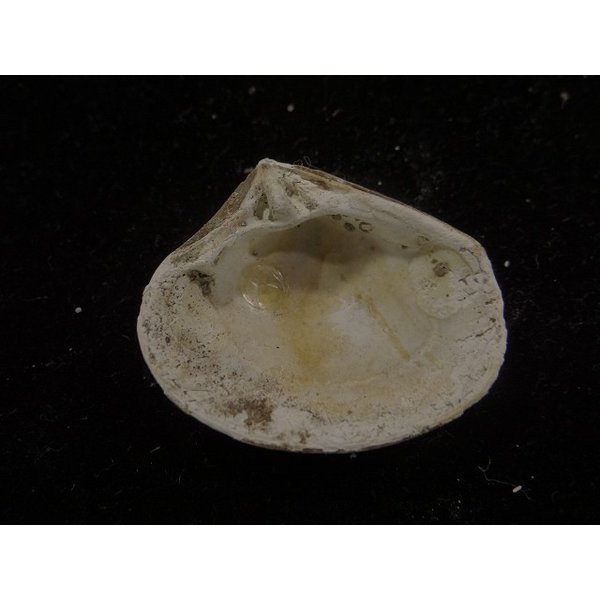 画像2: スダレシラオ? (2)