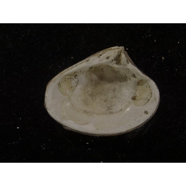 画像2: スダレシラオ？ (2)