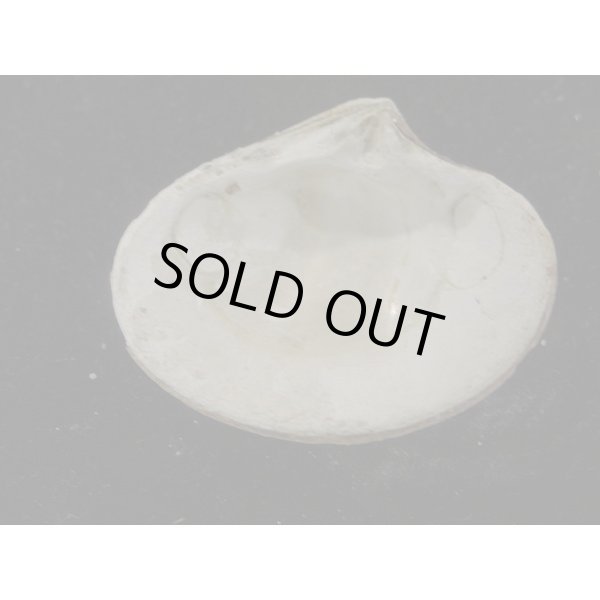 画像2: スダレシラオ? (2)