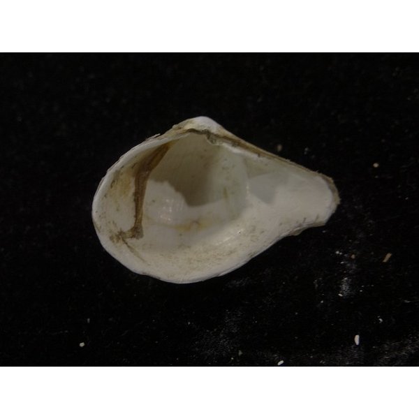 画像2: アツシャクシ　近似？ (2)