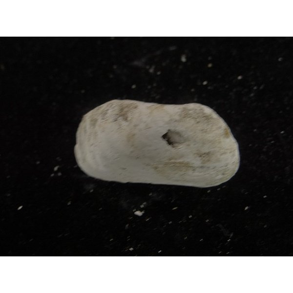 画像2: アケビガイ系??? 模擬ペア (2)