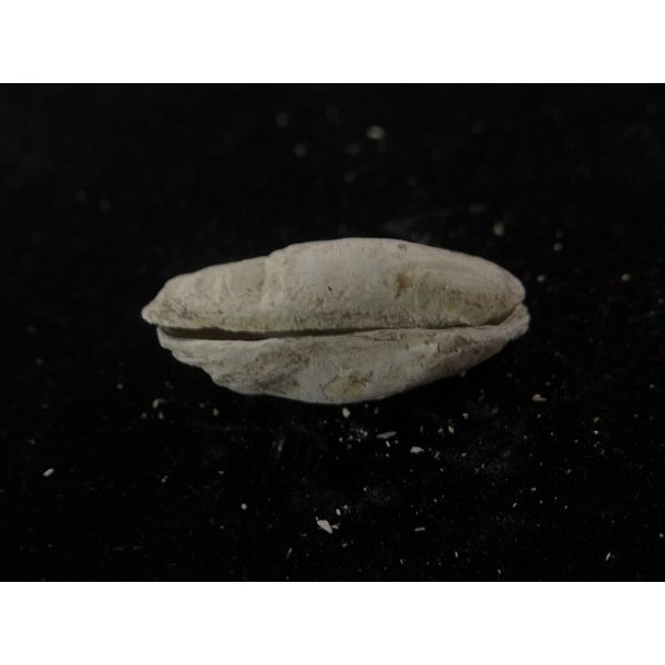 画像3: アケビガイ系??? 模擬ペア (3)