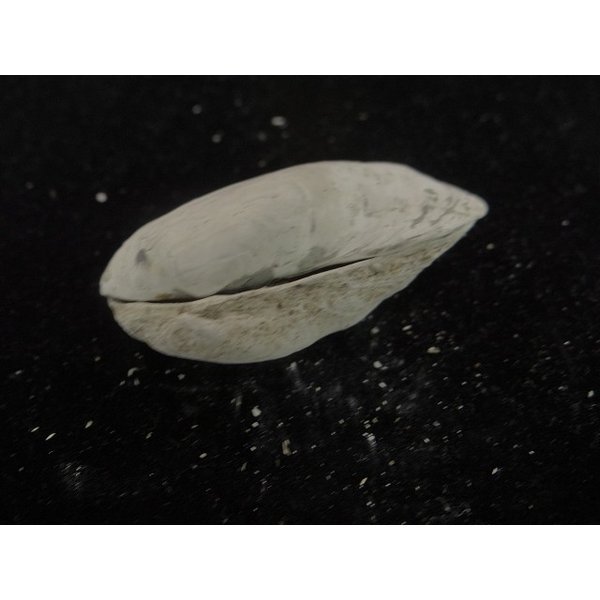 画像3: アケビガイ系??? 模擬ペア (3)