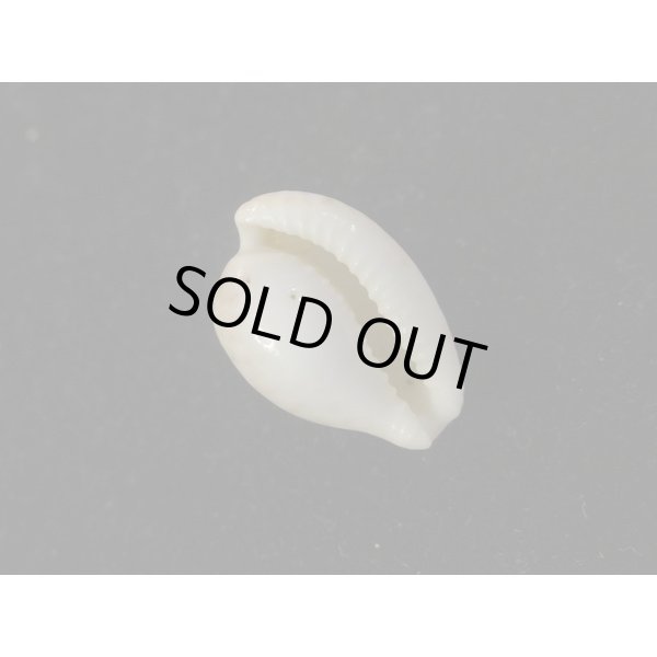 画像3: シロアルゴ 死殻 (3)