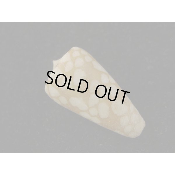 画像2: パラワンミコトイモ (2)