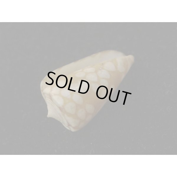 画像3: パラワンミコトイモ (3)